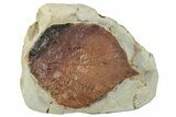 Fossil Leaf (Davidia) - Montana #268188-1